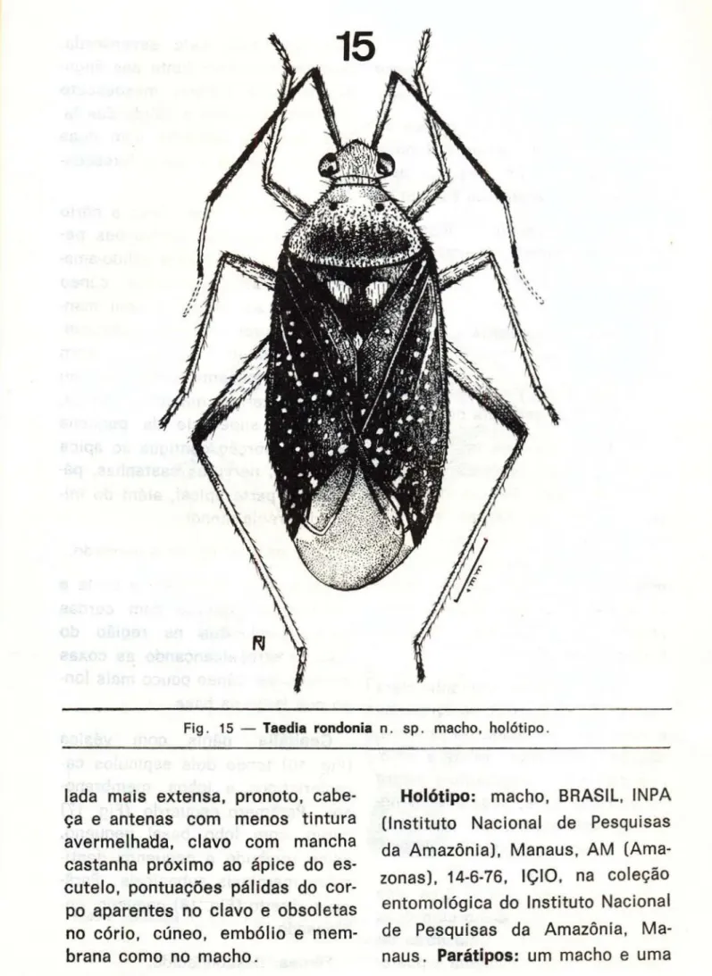 Fig. 15 — Taedia rondonia n. sp. macho, holótipo. 