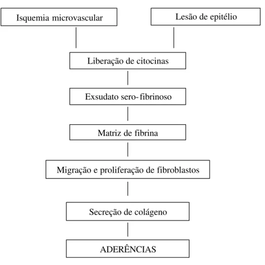 Figura 1. Mecanismo de formação de aderências (Fonte: JACKSON, 2004).