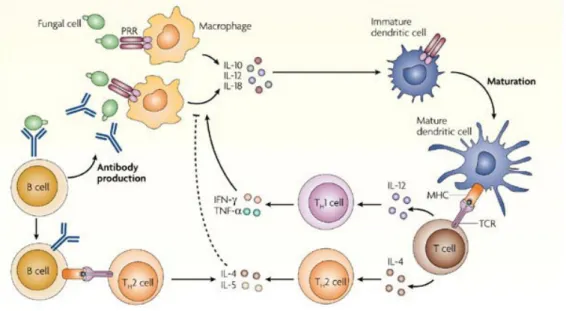 Fig. 2 Ilustração resposta celular contra fungos. Reconhecimento de moleculas  conservadas nos patógenos (PAMPs) pelos receptores Toll-Like e apresentação  antigênica pelas células apresentadoras de antigeno (APCs) para a ativação da  resposta imune adapta