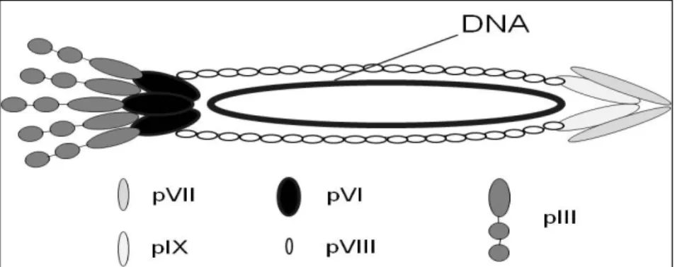 Figura 3. Constituição do Bacteriofago. Capa proteica (pIII, pVI, pVII,  pVIII e pIX) e DNA