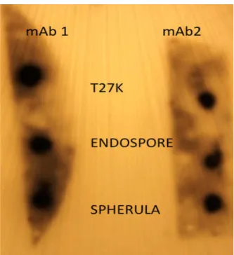 Figure  7.  Dot-blot  analysis.  Cross-reaction  of  two  histoplasmosis  monoclonal  antibodies  against  the  T27K  protein  complex,  endospores  and  spherules  from  Coccidioides  immitis