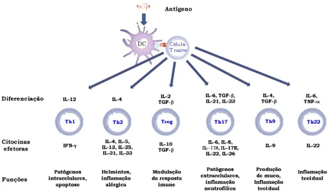 Fig. 1. Subpopulações de linfócitos T CD4+. Adaptado de Jutel; Akdis, 2011.  