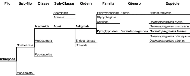 Figura 2. Classificação taxonômica do ácaro Dermatophagoides farinae. Adaptado de: Taxonomy, 2011