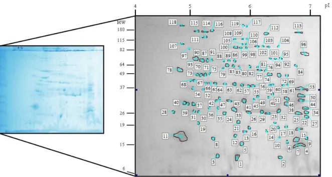 Figura  7.  Perfil eletroforético 2-D do extrato de D. farinae. O gel 2-D foi corado por Blue  silver  e os spots  protéicos (indicados por números) foram analisados de acordo com o ponto isoelétrico (pI) e a massa molecular  relativa (Mr) usando o program