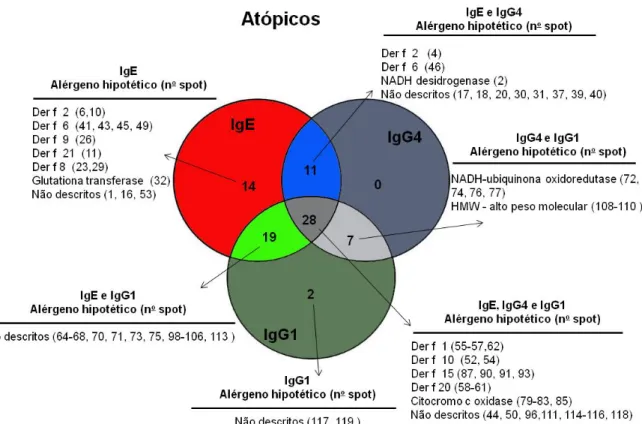 Figura  9. Diagrama de Venn mostrando o número de spots  antigênicos exclusivos e compartilhados entre os  isotipos de anticorpos (IgE, IgG1 e IgG4) específicos a D