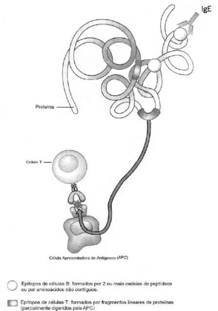Figura 1. Representação de epítopos de células B e T, adaptado de FREW, 2006. 
