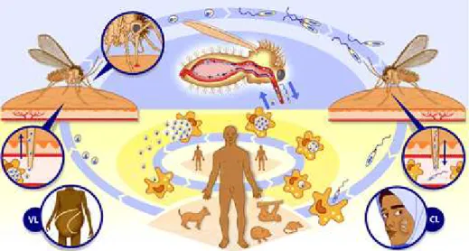 Figura 1 Ciclo de vida da Leishmania. A parte superior da figura (azul) mostra o desenvolvimento  das  formas  promastigotas  no  trato  digestivo  do  mosquito  e  sua  transmissão  aos  hospedeiros  vertebrados