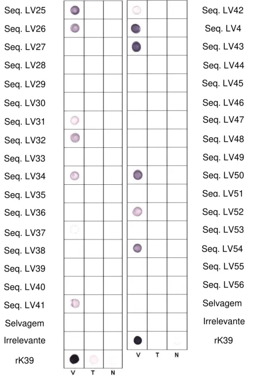 Figura  2:  Ensaio  de  dot-blot  realizado  para  os  peptídeos  recombinantes  selecionados  nas  eluições  específicas  frente  anticorpos  de  pacientes  portadores  de  Leishmaniose  Visceral  (V),  Leishmaniose Tegumentar (T) e controles saudáveis (N