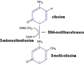 Figura 3: Mecanismo de metilação do DNA. A 5-metil-citosina é produzida pela ação das  DNA-metiltransferases  que  catalizam  a  transferência  de  um  grupo  metil  (CH 3 )  da   S-adenosilmetionina  (SAM)  para  o  carbono  na  posição  5  da  Citosina