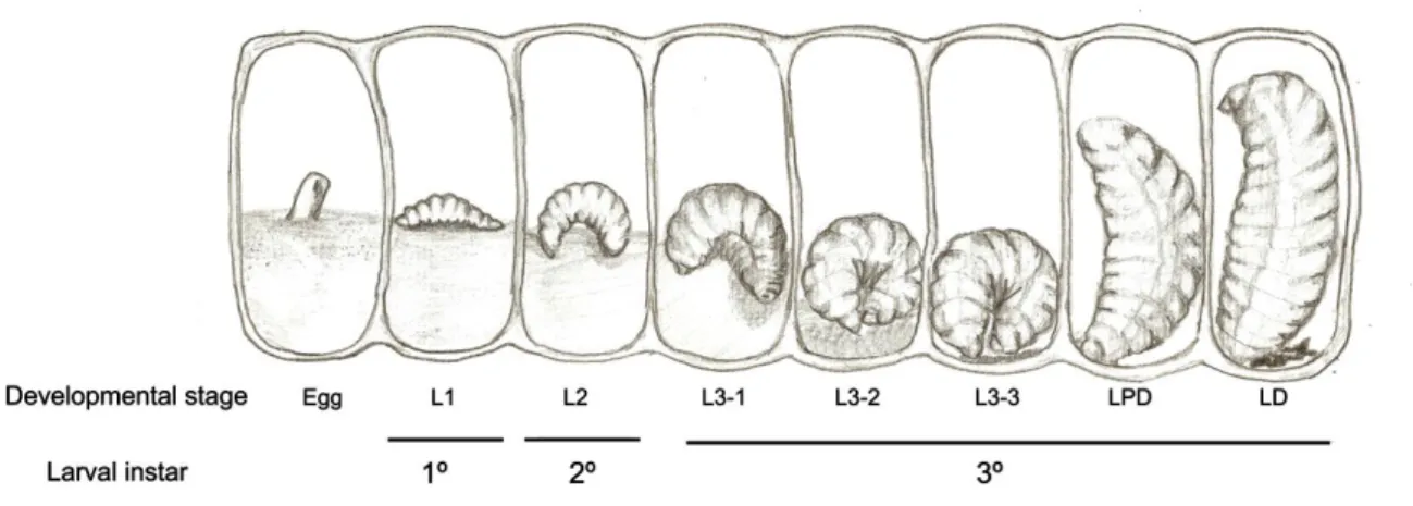 Figura  5:  Esquema  representando  o  desenvolvimento  larval  e  os  cinco  estágios  do  3º  instar larval de Melipona scutellaris (Fonte: Amaral et al., 2010)