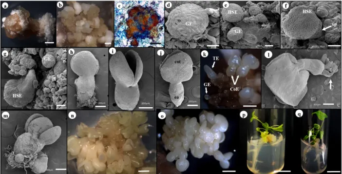 Figure 2 -  Somatic embryogenesis in explants of Carica papaya L. THB cultivar. (a) Non-embryogenic callus formed from  an apical shoot and (b) embryogenic callus formed from a cotyledonary leaf induced with 4-CPA (25 µM)