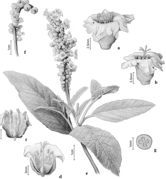 Figure 1 - a-g. Varronia curassavica Jacq.- a. Brevistylous flower; b. longistylous flower; c
