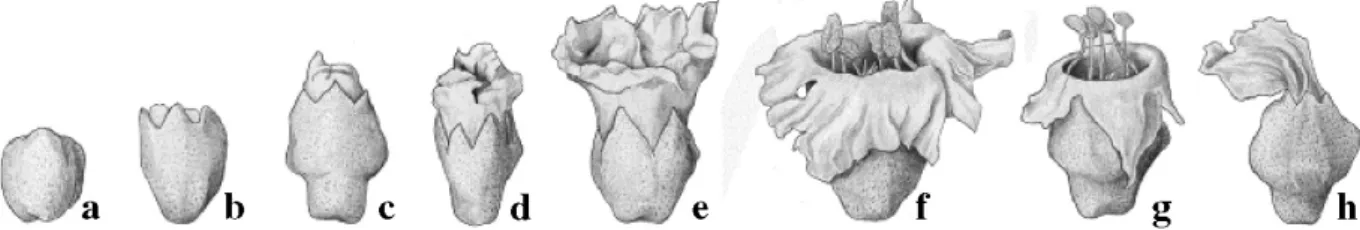 Figure 2 - Development of Varronia curassavica Jacq. flower bud a. flower bud; b. disruption of sepals (night before anthesis); c