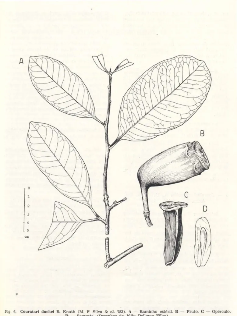Fig.  6.  Couratari  duckei  R.  Knuth  (M.  F.  Silva  &amp;  al.  783).  A  - Raminho  estéril