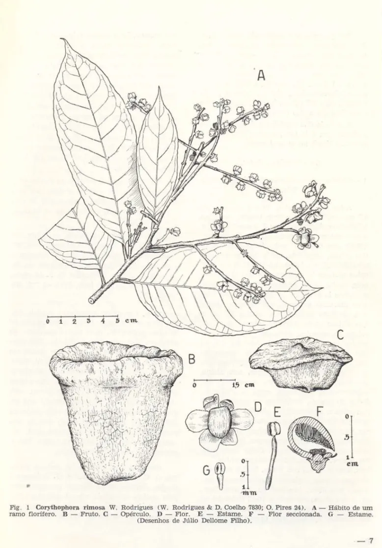 Fig.  1  Corythop hora  rimosa  W.  Rodrigues  (W.  Rodrigues  &amp;  D.  Coelho 7830;  O