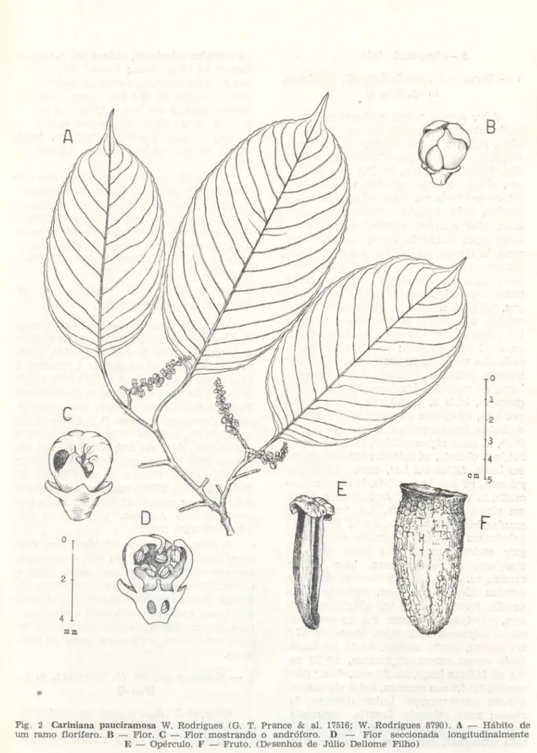 Fig.  2  Cariniana  pauciramosa  W.  Rodrigues  (G.  T.  Prance  &amp;  al.  17516;  W
