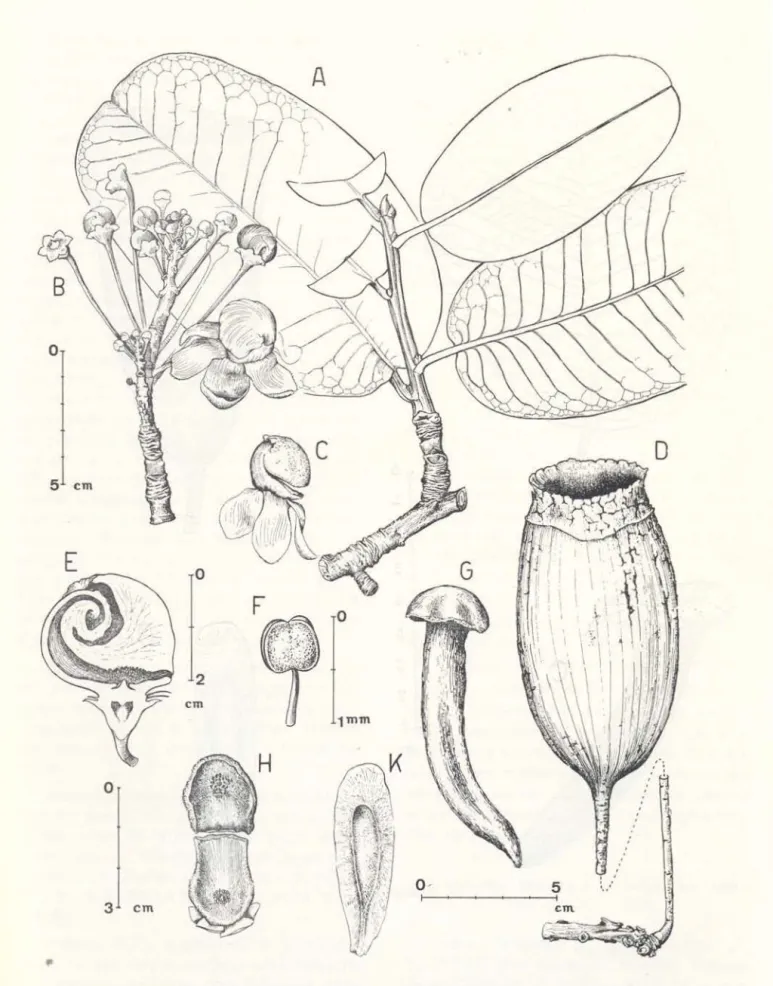 Fig.  3  Couratari  Iongipedicellata  W.  Rodrigues  (0.  P.  Monteiro  sjn  INPA  27371;  W