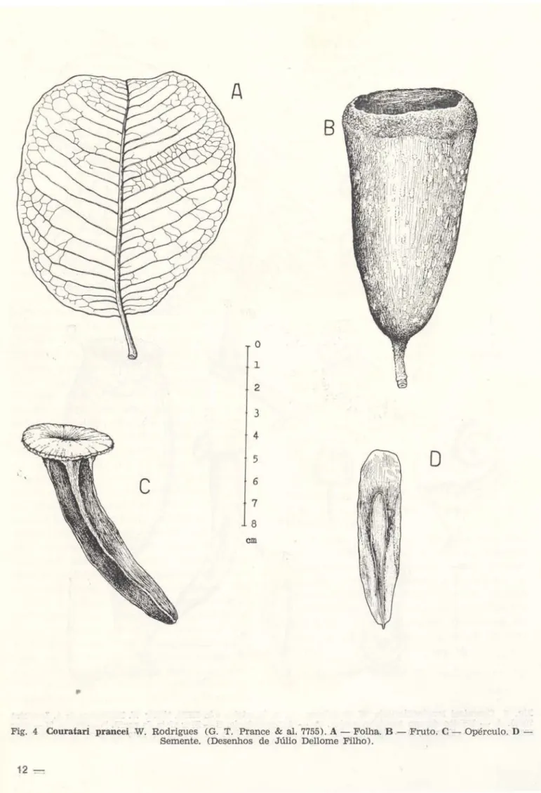 Fig.  4  Couratari  prancei  W.  Rodrigues  (G.  T.  Prance  &amp;  al.  7755). A- Folha