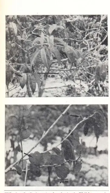 FIG.  2  e  3:  2,  Aspecto  da  planta  de  Phthirusa  rufa. 