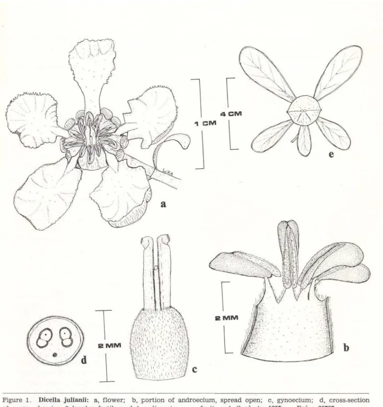 Figure  1.  Dicella  j ulianü:  a,  flower;  b,  }:ortion  of  androecium,  spread  open;  c:,  gynoecium;  d,  cross-section  of  ovary,  showing  2  locules  fertile  and  1  rudimentary