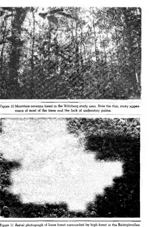 Figure 10 Mountain savanna forest in the Voltzberg study area. Note the thin, staky appea- appea-rance of most of the trees and the lack of understory palms