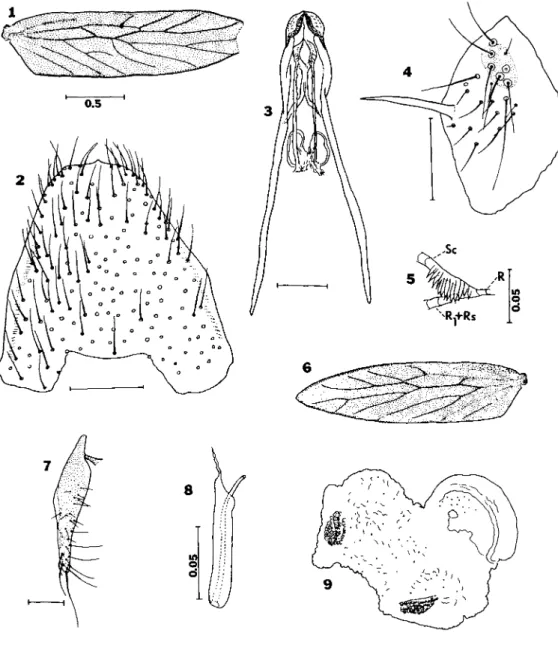 Fig. 5.  A n t e r i o r  w i n g  c a t c h .  F i g . 6.  F o r e w i n g , scale of  F i g 