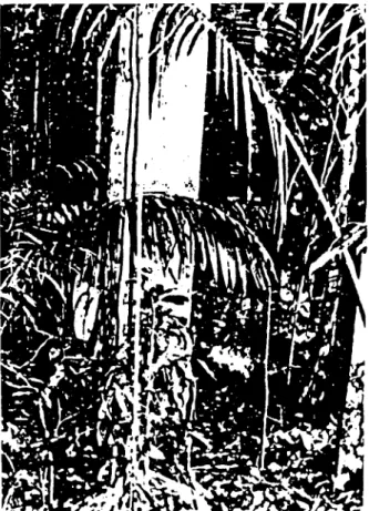 Figure 3 - General aspect of the forest  understory of the study 