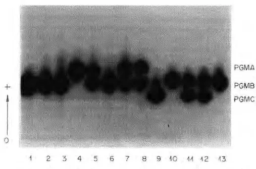 Figure 5. Electrophoretic profiles of phosphoglucomutase in 4th-instar larvae of Anopheles darlingi