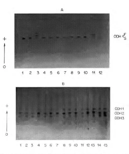 Figure 6. Electrophoretic profiles of octanol dehydrogenase in 4th-instar larvae of Anopheles  darlingi