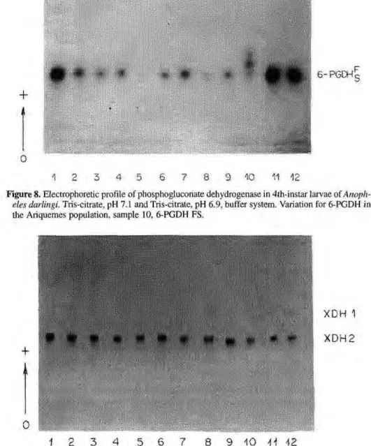 Figure 9. Electrophoretic profile of xanthine dehydrogenase in 4th-instar larvae of Anopheles  darlingi