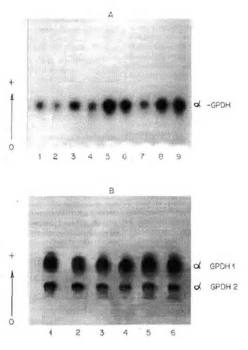 Figure 3. Electrophoretic profiles of oc-gjycerophosphate dehydrogenase in adults of Anopheles  darlingi