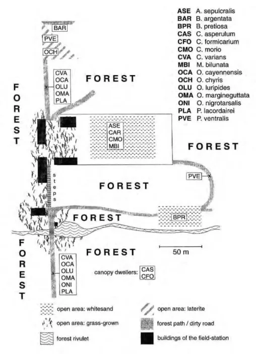 Figure 2. zyxwvutsrqponmlkjihgfedcbaZYXWVUTSRQPONMLKJIHGFEDCBA  Species of tiger beetles (Cicindelinae) occurring in the vicinity of the field station at  the Adolpho Ducke forest reserve (Reserva Ducke) near Manaus, Central Amazonia, Brazil