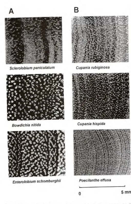 Figure 3. Examples of vessels from stem cross sections obtained in 11-year old secondary forest  (Q2) in the Caxiuanã National Forest, Pará, Brazil