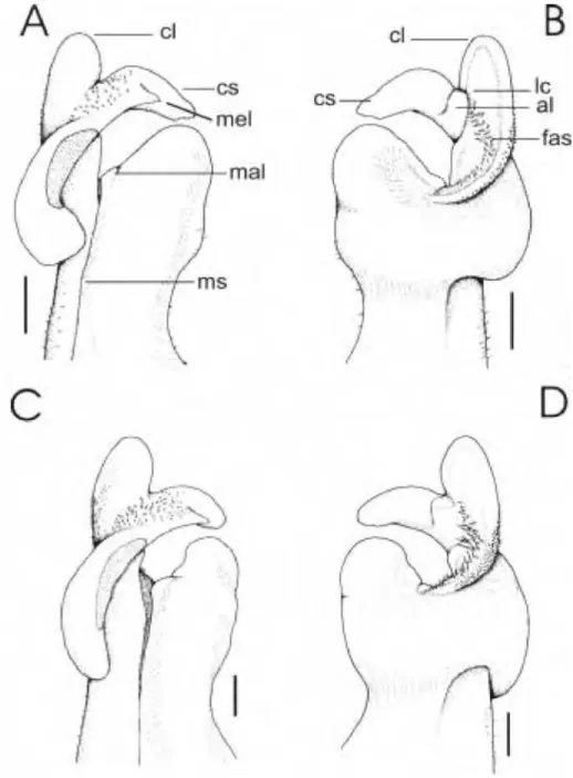 Figure 2. Fredius fittkaui (Bott, 1967). A, B, holotype specimen from Chamata (= Xamata, Rio  Marauiá basin), upper Rio Negro region, Amazonas, Brasil (SMF 2879a), first left gonopod: 