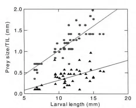 Figure 6. Relationships between size of the prey, represented by its diameter (triangle) and  Theoretical Ingestion Limit (circle), according to the larval size, of Brycon cephalus, adjusted  by linear regressions