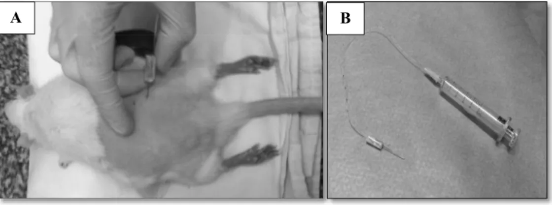Figura  2: Injeção  intraganglionar (i.g.).  Em A:  rato anestesiado  recebendo  a  droga  via  i.g
