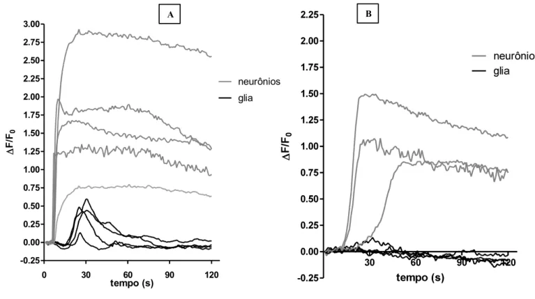 Figura 4: Avaliação do papel dos receptores P2X7 e liberação de ATP por neurônios nociceptivos ativados por  capsaicina in  vitro 