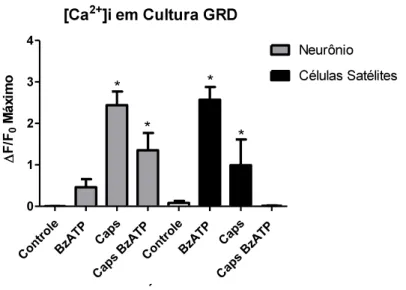 Figura 11: Avaliação do efeito do BzATP sobre a resposta dos neurônios e células satélites estimulados com capsaicina