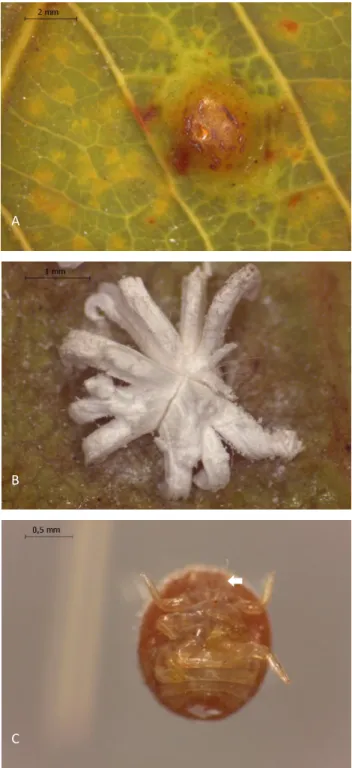 Figura 1. A - Superfície abaxial da folha de Pouteria ramiflora (Sapotaceae), mostrando porção da galha coberta por  tecido vegetal;  B-  superfície adaxial da folha, mostrando superfície dorsal da galha coberta pela substancia cerosa; 