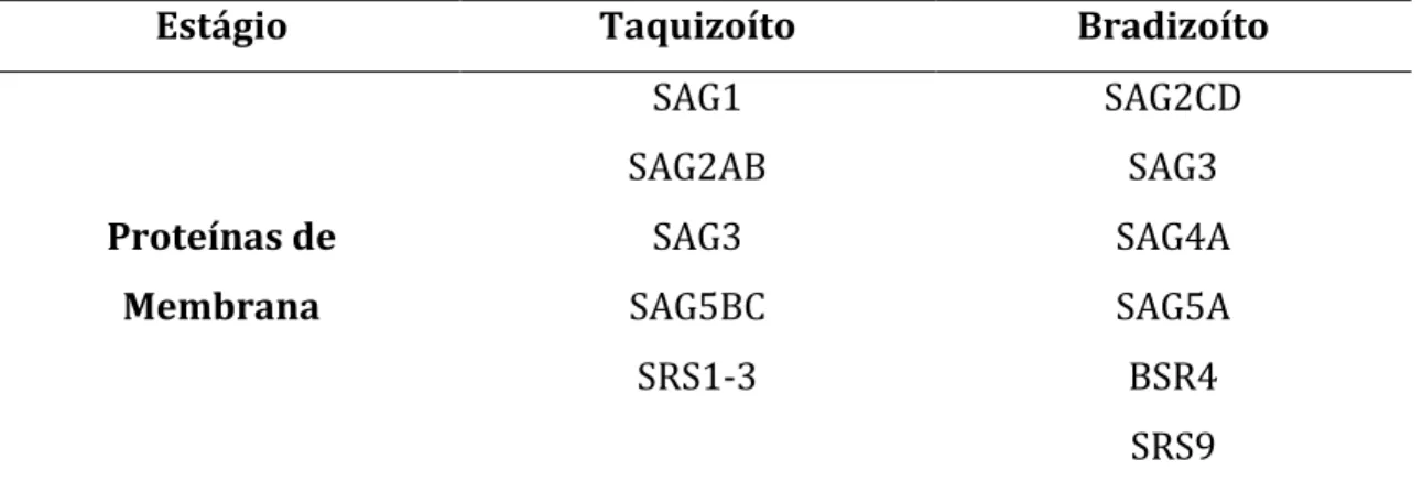 Tabela 1. Proteínas alvo de estudo para o entendimento da interação de T. gondii  com  o  processo  de  evasão,  estimulação  e  modulação  da  resposta  imune  do  hospedeiro