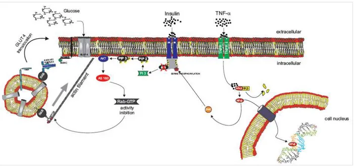 Figura  2:  Via  de  sinalização  para  o  processo  inflamatório  via  NF-κβ,  Ikβ  e  JNK  para  aumento  da  resistência a insulina em musculatura esquelética