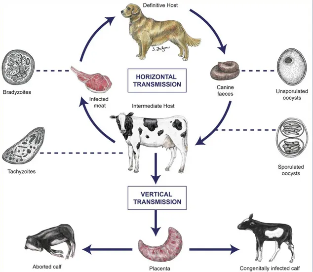 Figura 2. Ciclo biológico de Neospora caninum  Fonte: (Goodswen et al., 2013) 