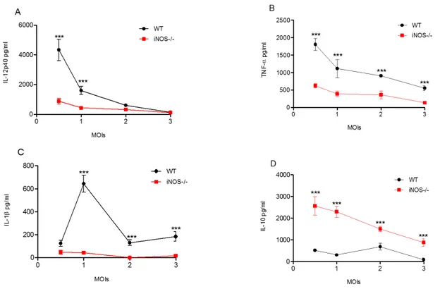 Figura 4. Quantificação da produção de citocinas por ELISA em sobrenadantes de cultura  de macrófagos derivados da medula óssea extraídos de camundongos selvagens (WT) e  geneticamente deficientes para iNOS (iNOS -/- )