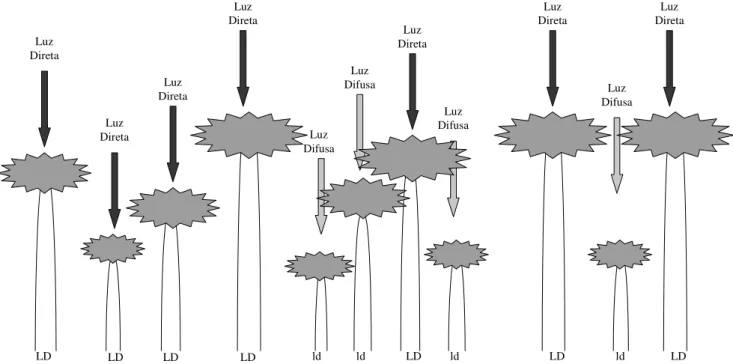 Figura 2. Desenho esquemático da classificação dos indivíduos em indivíduos receptores de luz solar difusa (ld) e indivíduos receptores de luz solar  direta (LD) com base na presença ou  ausência de copa de outras árvores sobre o indivíduo