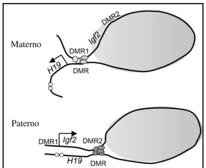 Figura 2. Esquema ilustrando a interação entre as DMRs a qual controla a regulação da expressão    
