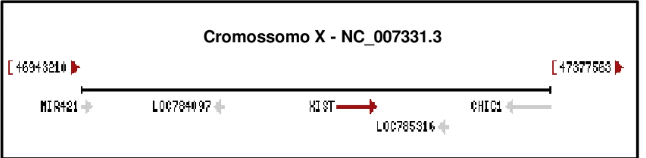 Figura  5  -  Localização  do  gene  XIST  (seta  vermelha)  no  cromossomo  X  de  bovino