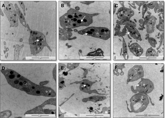 Figura  6.  Morfologia  das  plaquetas  de  coelho  observada  em  microscopia  eletrônica de transmissão após obtenção do plasma rico em plaquetas  autólogo  com  poucos leucócitos  e  hemácias  (G1)