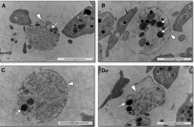 Figura  7.  Morfologia  plaquetária  em  microscopia  eletrônica  de  transmissão,  evidenciando  a  degranulação  de  plaquetas  no  PRP  de  apresentação  líquida  (G1)