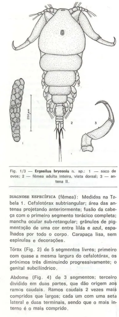 Fig .  1/ 3  - Ergasilus  bryconis  n.  sp.:  1  - saco  de  ovos;  2  - fêmea  adulta  inteira,  vista  dorsal;  3  - 