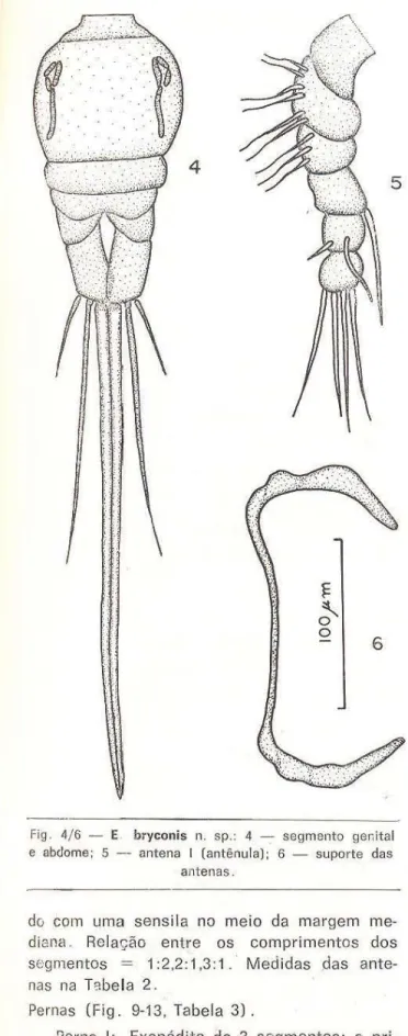 Fig .  4/6  - E.  bryconis  n.  sp.:  4  - segmento  genital  e  abdome;  5  - antena  I  (antênula);  6  - suporte  das 